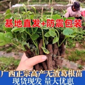 广西高产葛根苗种植苗绿化苗黄金葛根苗藤县和平无渣粉葛苗批发