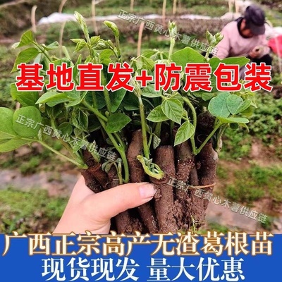 广西高产葛根苗种植苗绿化苗黄金葛根苗藤县和平无渣粉葛苗批发