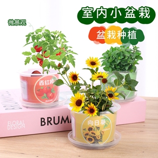 儿童种植小盆栽太阳花向日葵花种籽子植物生长观察蔬菜种子
