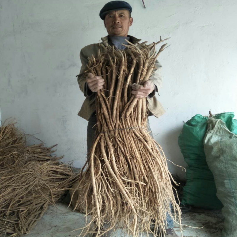 新鲜买一送一包邮野生泡脚北芪