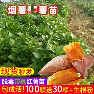 烟薯蜜薯糖心红薯苗种西瓜红食叶型板栗红薯苗红著25号地瓜秧苗秧