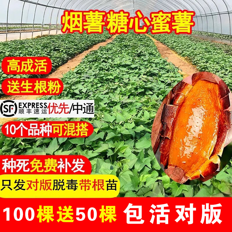 烟薯蜜薯25号红薯苗种西瓜红紫薯板栗番薯苗秧山芋红著地瓜秧苗