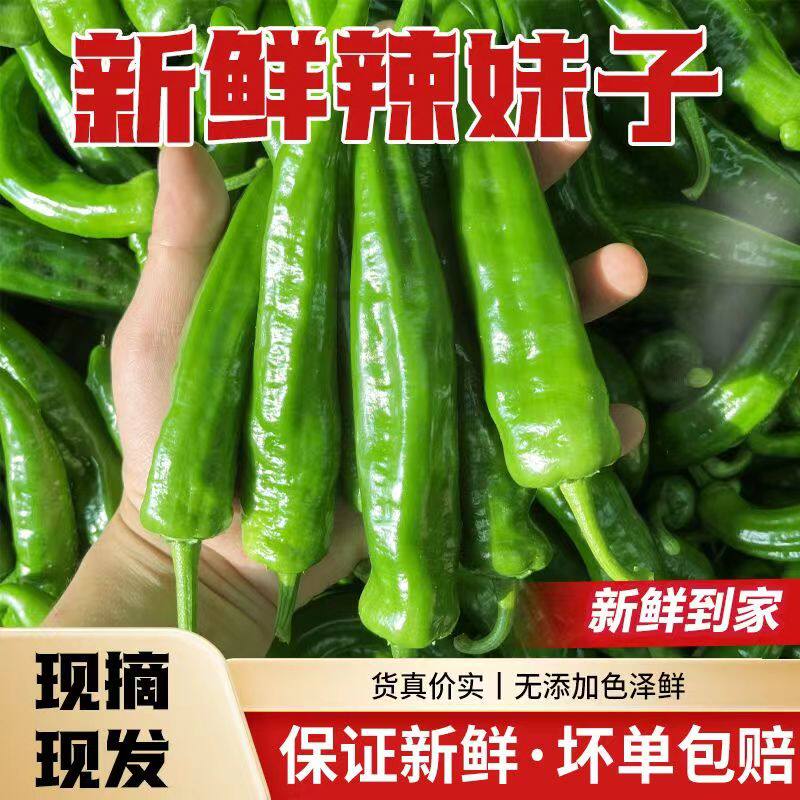 辣妹子特辣辣椒尖椒美人椒小辣椒朝天椒薄皮辣椒青椒线椒杭椒新鲜