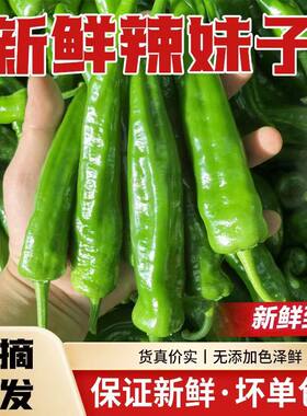 辣妹子特辣辣椒尖椒美人椒小辣椒朝天椒薄皮辣椒青椒线椒杭椒新鲜