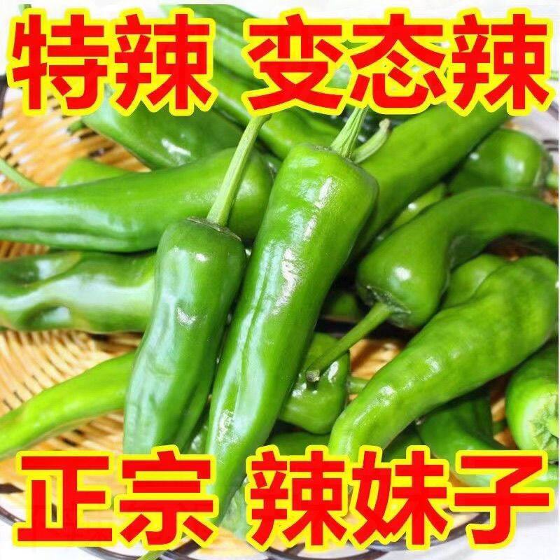 特辣辣妹子辣椒新鲜薄皮青椒农家自种魔鬼辣皮薄肉脆山东产地发货
