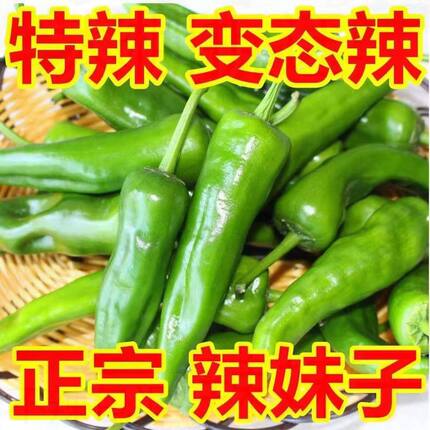 特辣辣妹子辣椒新鲜薄皮青椒农家自种魔鬼辣皮薄肉脆山东产地发货