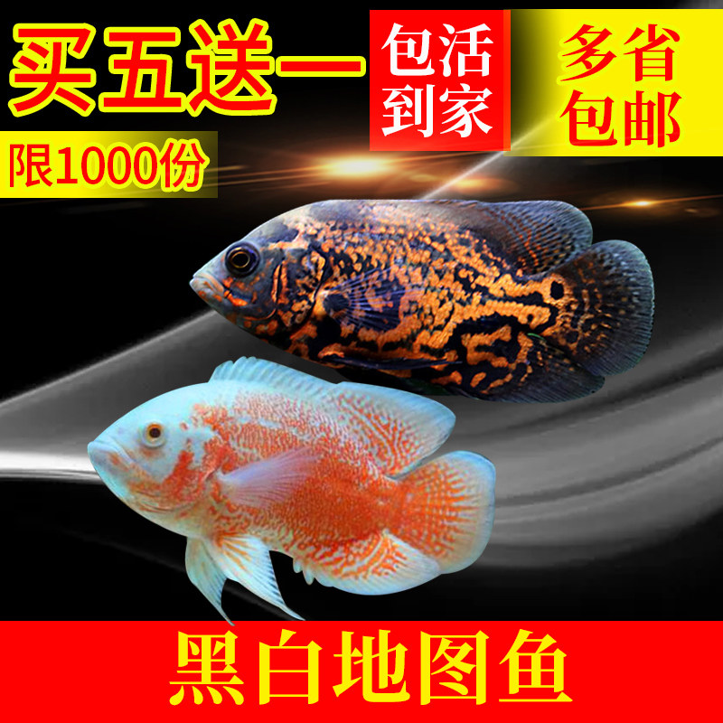 地图鱼宠物大型淡水热带猪仔