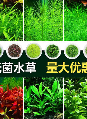 鱼缸无菌杯前后景牛毛草高珍珠草