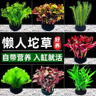 水草造景植物鱼缸造景懒人坨草前景草后景草净化自带营养入缸成景
