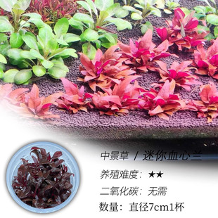 迷你血心兰水草无菌杯水草植物鱼缸造景水草前景草造景增氧阴性草