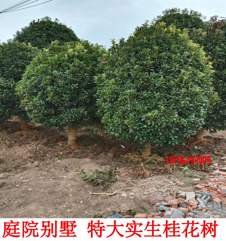 桂花树苗 金桂丹桂沉香桂庭院移栽桂花树苗原生桂花盆栽四季常青