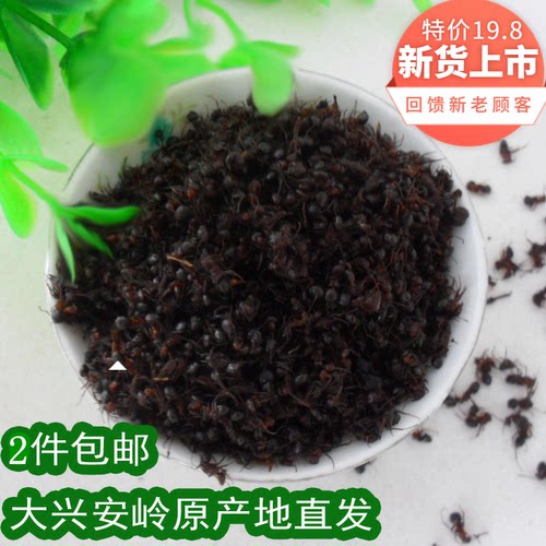 黑蚂蚁干 东北大兴安岭野生黑蚂蚁适合泡酒料250g2件包邮