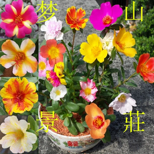 大叶单瓣太阳花植物枝条瓜叶阔叶圆叶宽叶马齿苋带花苞发货