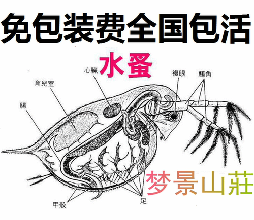 200毫升水大约活水蚤1000只，收到货后把水蚤分几缸，每种方法都试试，慢慢摸出适合你的养殖方法。酵母为15克装。本店出售的水蚤为室内养殖，不存在杂虫。新疆-西藏-蒙古，港澳台国外不发货