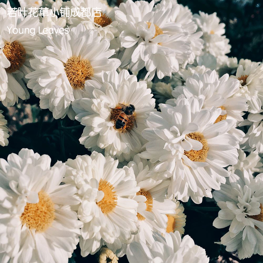 重瓣 大滨菊 维多利亚的秘密leucanthemum victorian secret 盆栽