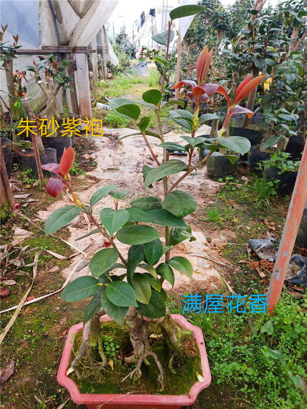 稀有品种茶花盆栽盆景提根一物一拍嫁接朱砂紫袍 白天鹅 三赛绿植