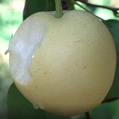 河北邯郸市魏县新鲜水果新鲜皇冠梨自家梨子鸭梨坏果包赔现摘现发