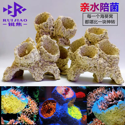 奶嘴海葵山窝珊瑚防跑躲避罐支架基座爪哇基拉戈干岩石造景