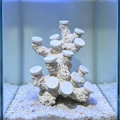 40窄方缸珊瑚造景底座 透水陶瓷SPS基座 海缸景观摆件