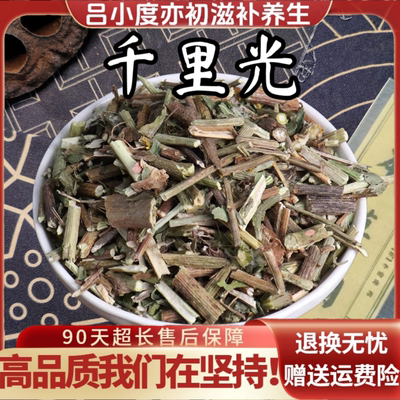 千里光中药材九里明洗泡澡新鲜干货非野生打粉千里光中草药九里光