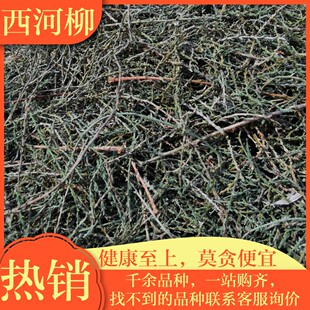 西河柳正品山川柳赤柽柳观音柳红筋条正品三春柳西湖柳500克g包邮