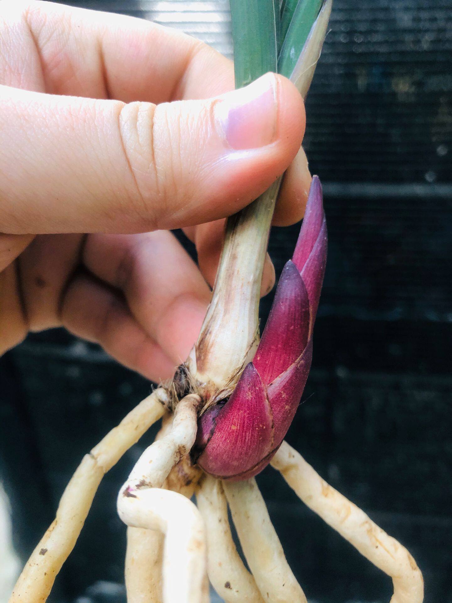 建兰红草红荷兰花荷瓣绿植花卉浓香四季兰包邮壮苗