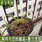 兰花苗 高档虎斑艺草 叶艺线 线艺 室内盆栽绿植 春兰 斑草 蕙兰