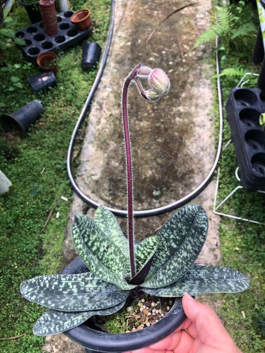 进口越南美人兜兰原盆原土发货现在不带花苞