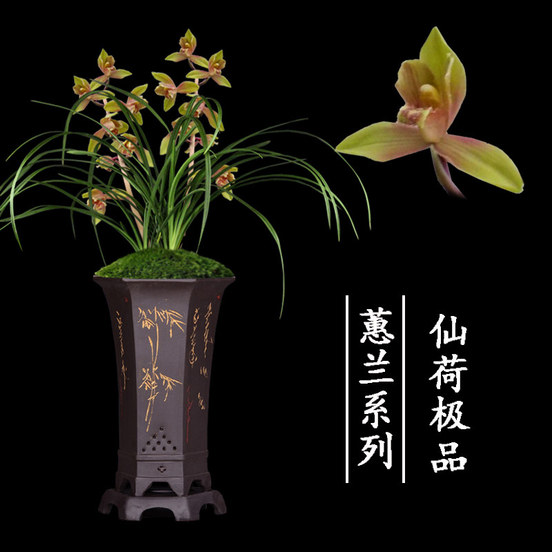 兰花盆栽植物室内蕙兰浓香无花苞好养客厅仙荷极品名贵极品兰花苗