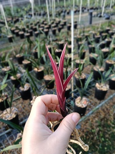 精品兰花奇艺矮种春剑水晶红素出漂亮水晶线艺
