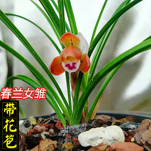 春兰女雏兰花苗春冬季带花苞浓香名贵品种赤花盆栽草细叶