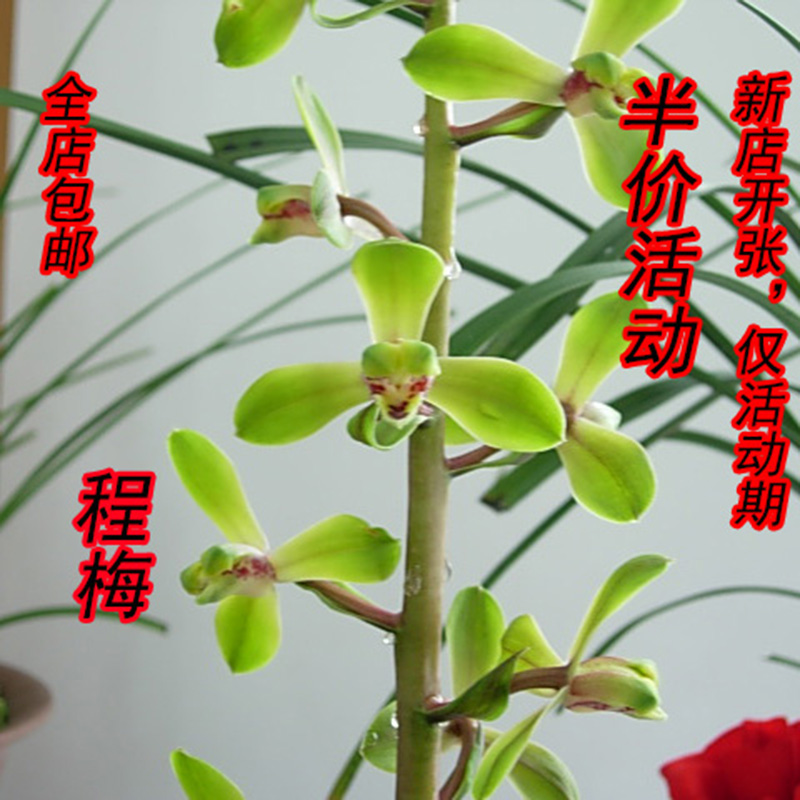蕙兰茶几书房卧室绿植盆栽包邮