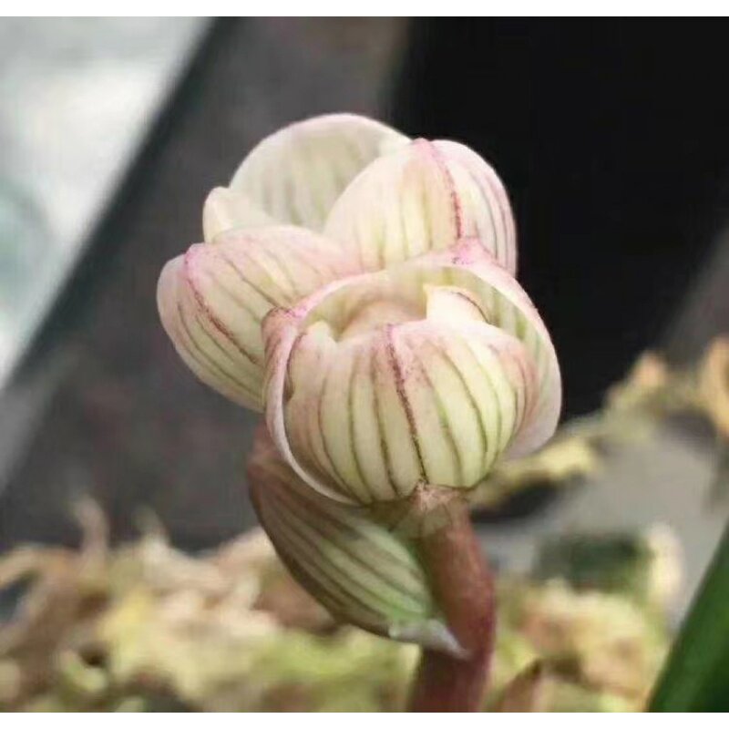 包邮当年开花最香名品兰花苗春兰莲瓣兰【华夏之星】阳台庭院绿植