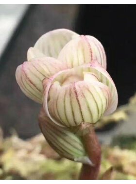 绿植阳台庭院兰花苗浓香