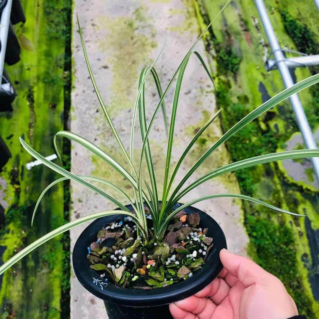 蕙兰秀香锦兰花中透斑缟艺兰草花苗 叶花双艺绿植