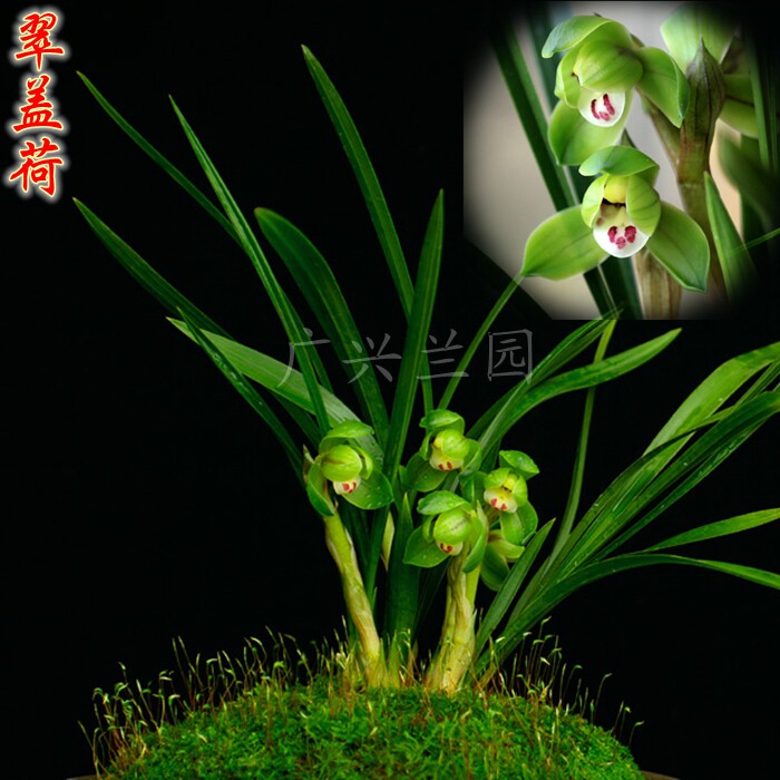 春兰矮种荷瓣桌面花卉绿植盆栽