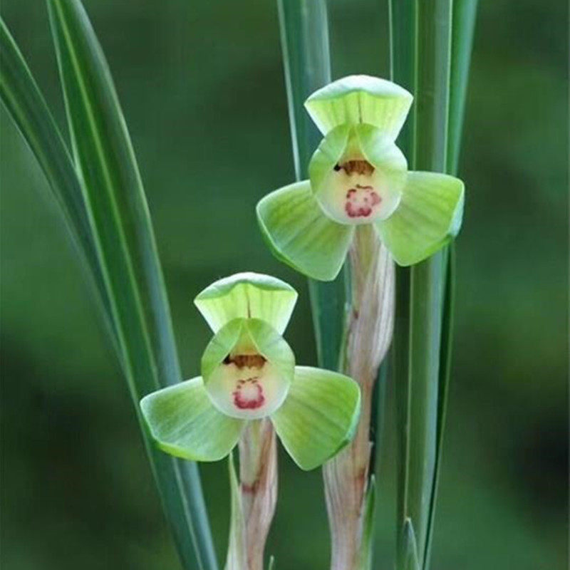 兰花苗带花苞名贵春兰神话盆栽植物阳台室内美观绿植花卉 包邮