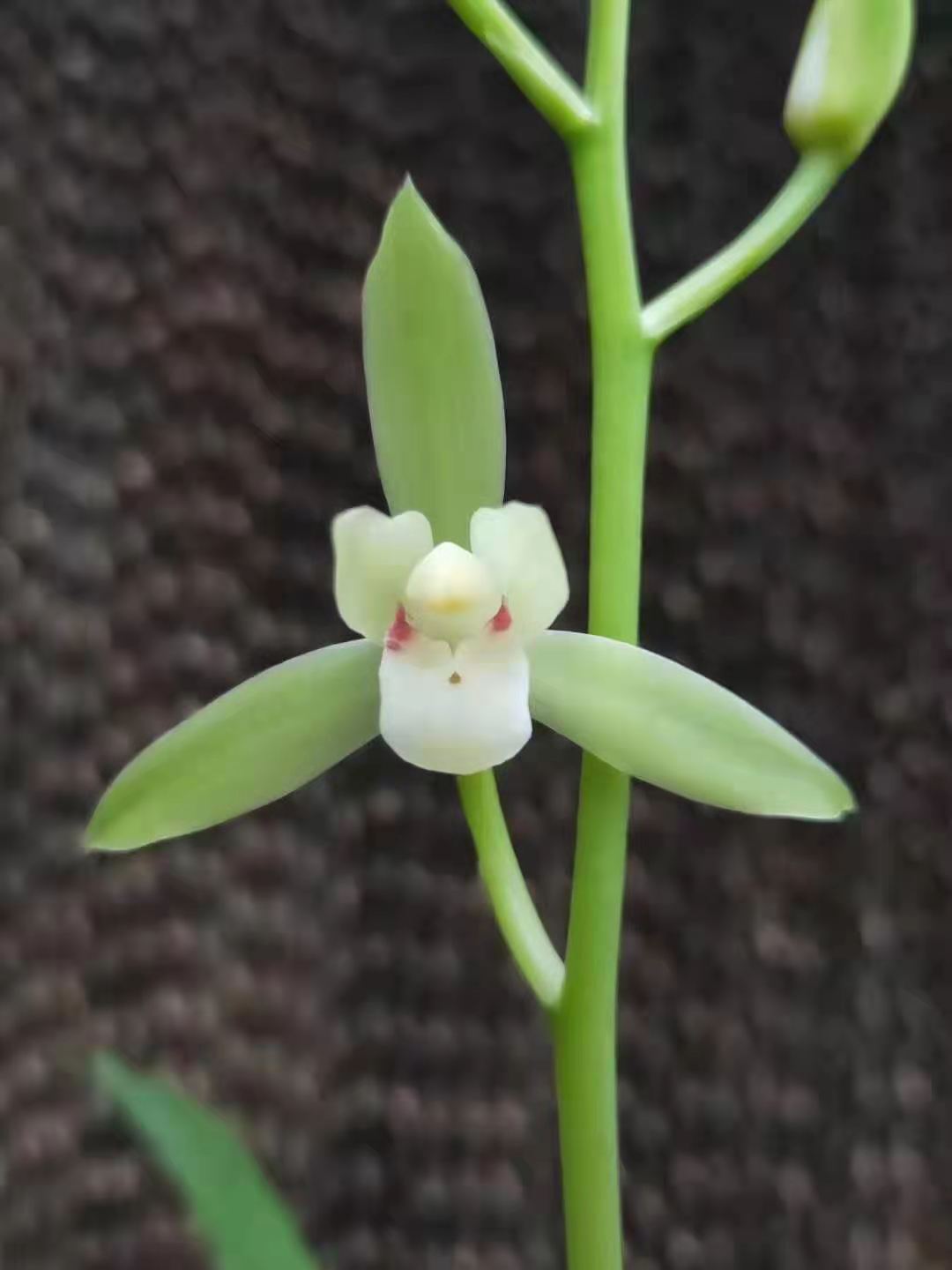 四季满屋飘香兰花