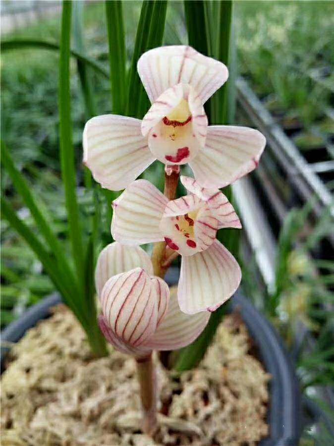 名品自然老种兰花苗云南莲瓣兰【出水芙蓉】浓香绿植花卉盆栽