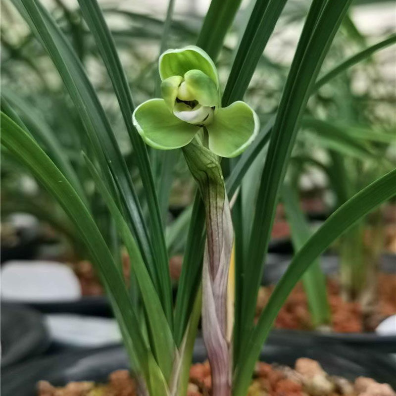 优质国兰兰花苗带盆栽好发货春兰八大品之 桂圆梅 漏风雨自然苗