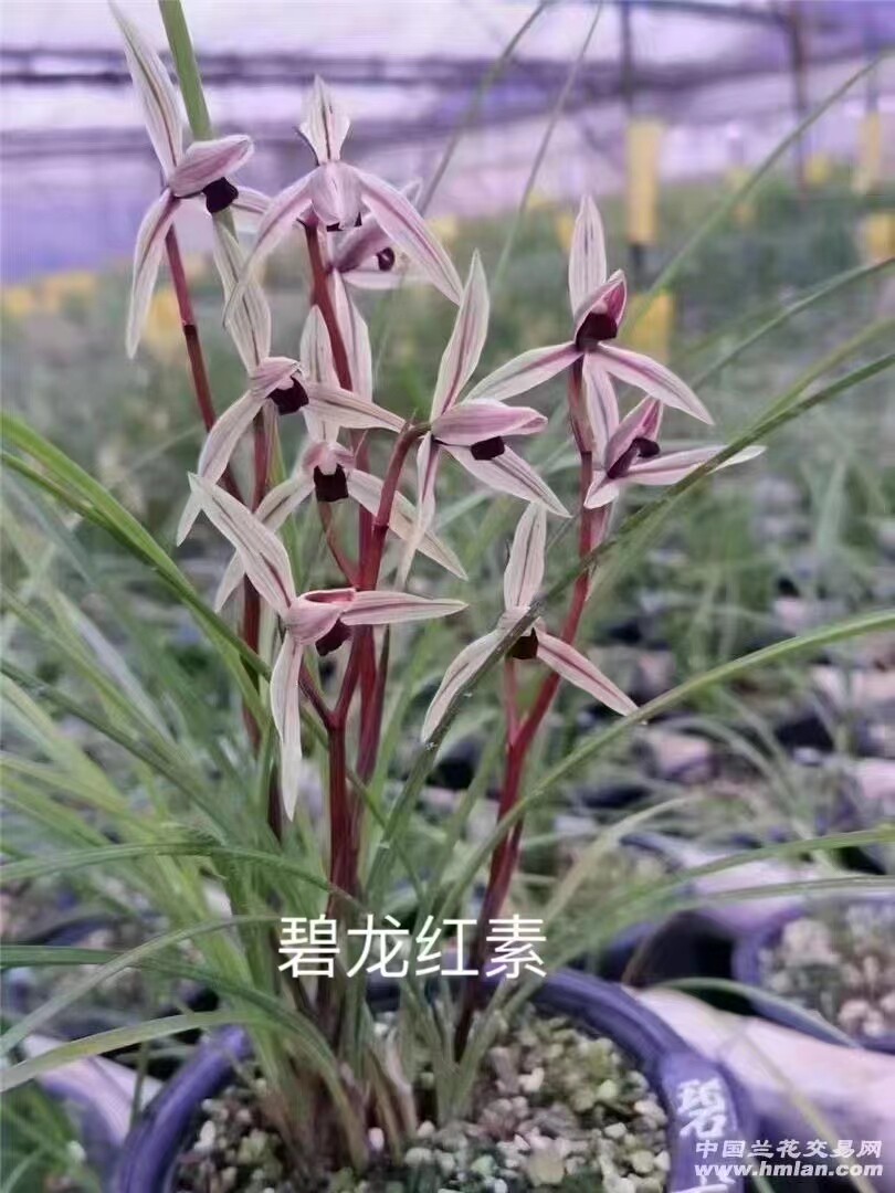 自然老种精品兰花莲瓣兰经典红素～碧龙红素～花期带花苞室内花卉