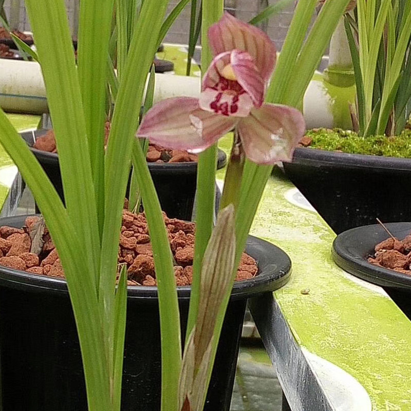 正品四川兰花苗无花苞铭品春剑红荷荷瓣荷韵原生种自然栽培浓香