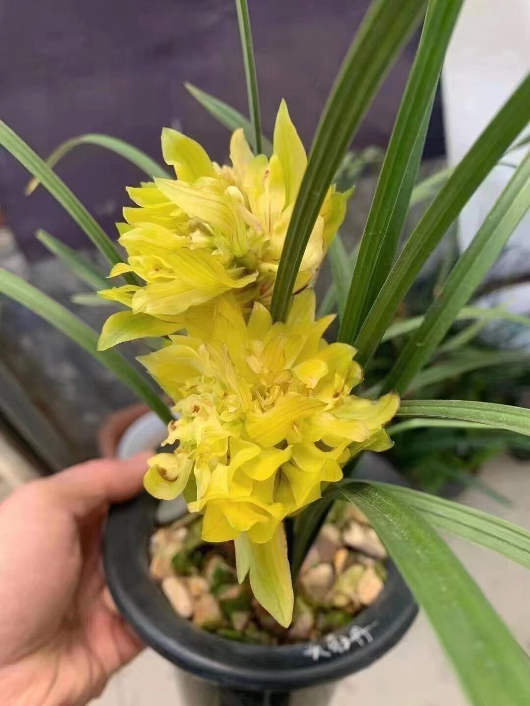 精品兰花春兰奇花浓香~金牡丹~花期带浓香花苞