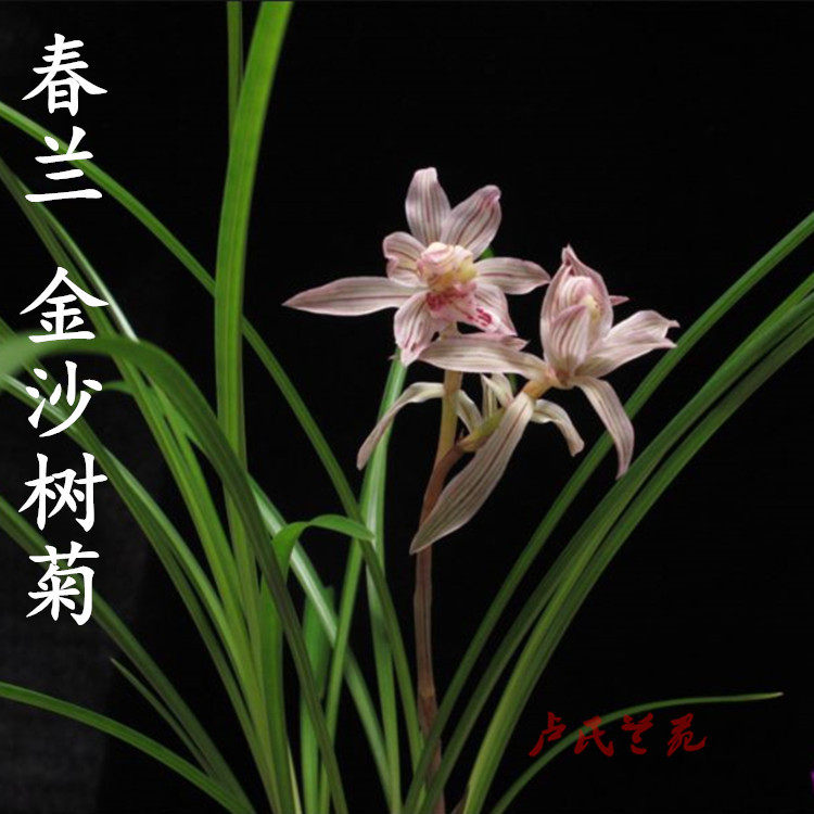 莲瓣兰春兰 金沙树菊 兰花 树形奇花浓香兰花花卉盆栽