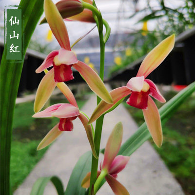 包邮 兰花苗客厅花卉阳台绿植盆栽浓香老种兰花建兰【仙山红】