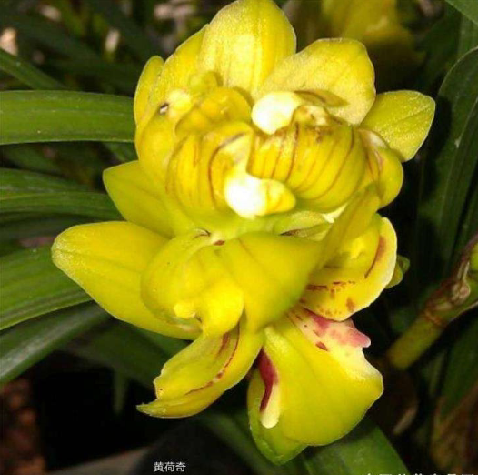 自然老种兰花苗 春兰【黄荷奇】浓香室内绿植花卉皇冠能 b230151