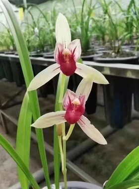 精品铭品兰花四季兰色花经典～佛光红素～超浓香室内绿植盆栽