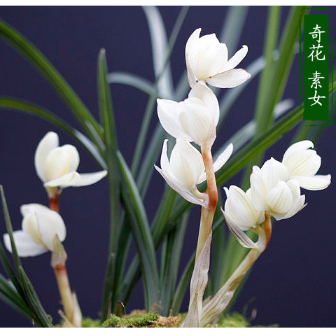 云南自然环境种植浓香型兰花