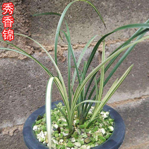 惠兰秀香锦兰花中透斑缟艺兰草花苗 叶花双艺绿植皇冠能 B405366