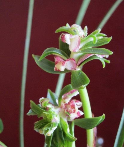 绿植盆景红河兰花苗红河宝鼎
